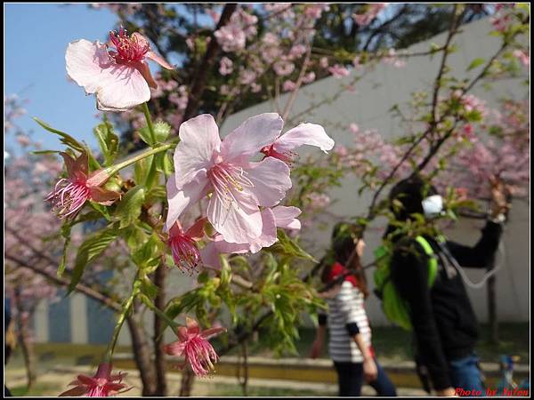 新竹公園賞櫻026.jpg