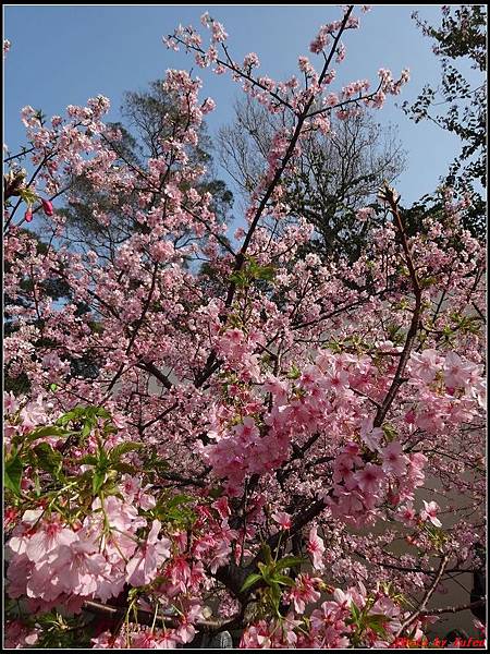 新竹公園賞櫻040.jpg