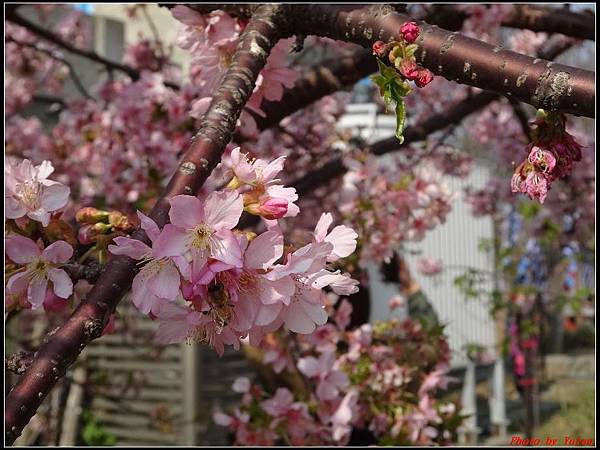 新竹公園賞櫻044.jpg