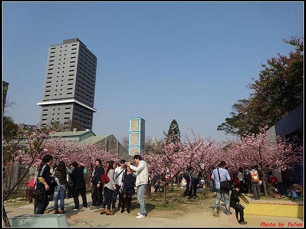 新竹公園賞櫻068.jpg