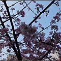 新竹公園賞櫻090.jpg