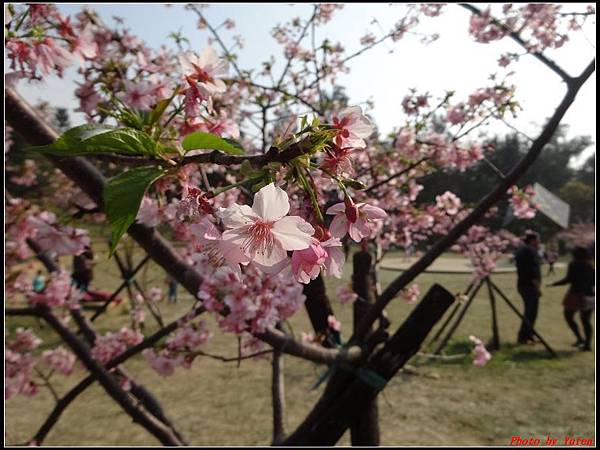 新竹公園賞櫻124.jpg