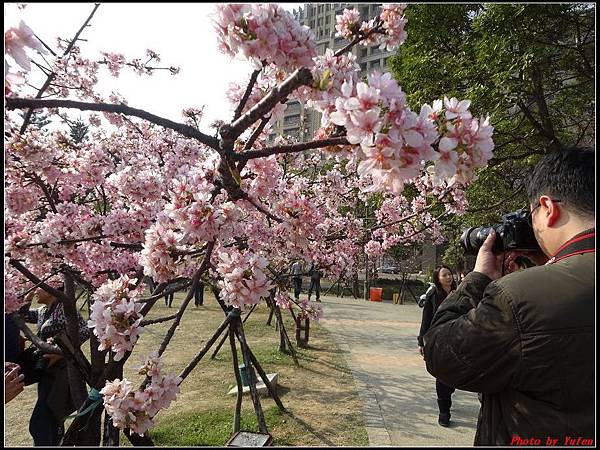 新竹公園賞櫻127.jpg