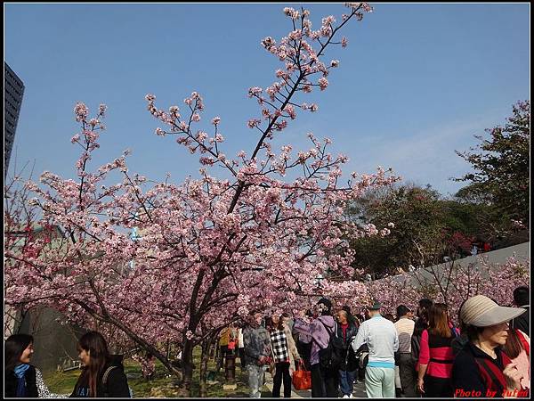 新竹公園賞櫻128.jpg