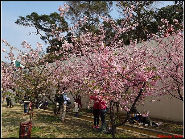 新竹公園賞櫻130.jpg