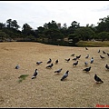 日本-四國之旅day2-3栗林公園053.jpg