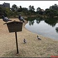 日本-四國之旅day2-3栗林公園059.jpg