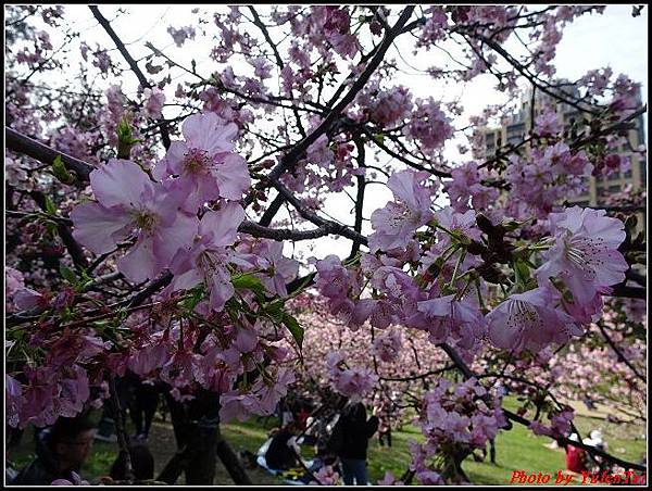 玻工館賞櫻038.jpg