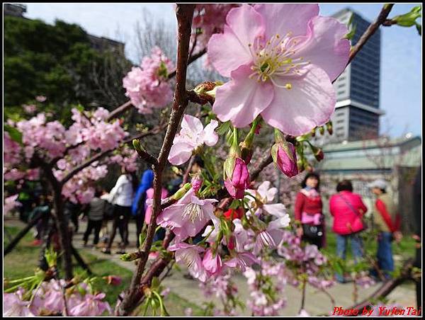 玻工館賞櫻075.jpg