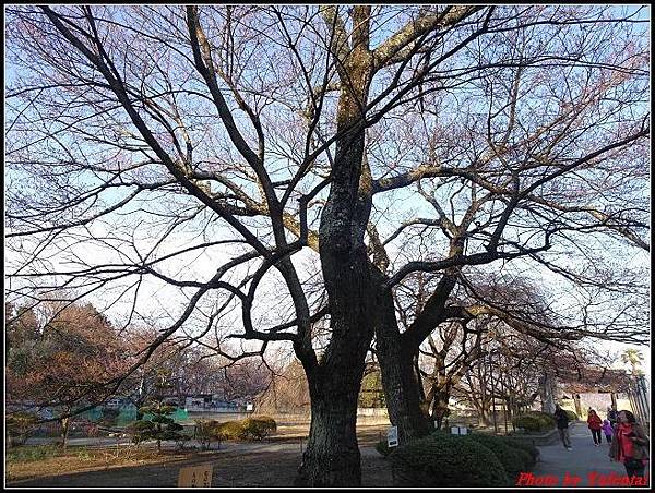 day4-6 山高神代櫻0029.jpg