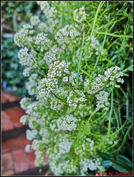 義大利day7-4 卡不里島特色料理000037.jpg