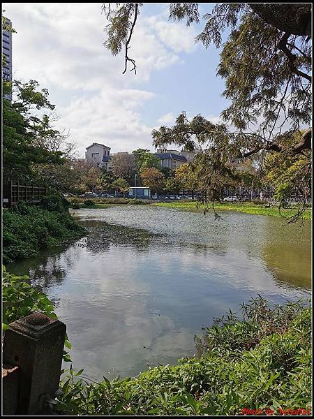 麗池公園櫻花汀甫圳賞櫻步道011.jpg