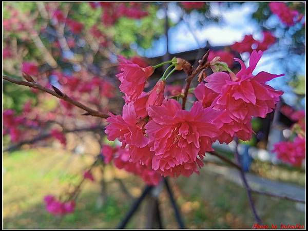 麗池公園櫻花汀甫圳賞櫻步道023.jpg