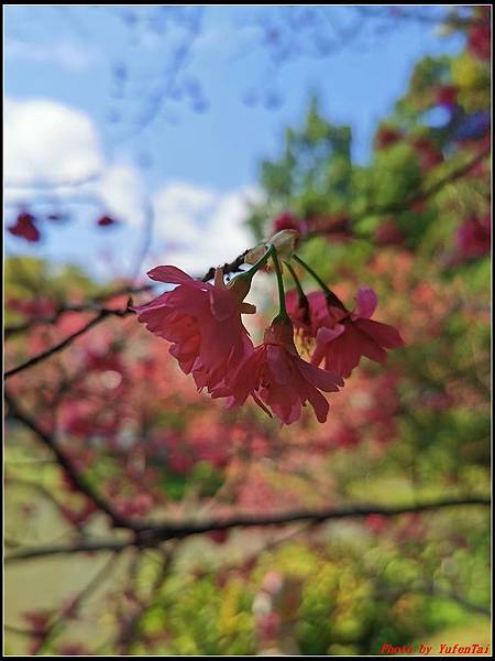 麗池公園櫻花汀甫圳賞櫻步道020.jpg