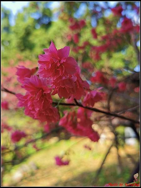 麗池公園櫻花汀甫圳賞櫻步道028.jpg