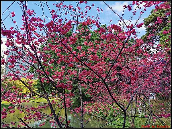 麗池公園櫻花汀甫圳賞櫻步道036.jpg