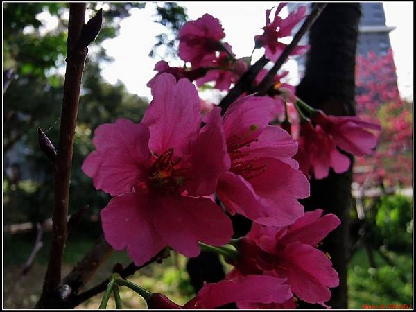 麗池公園櫻花汀甫圳賞櫻步道034.jpg