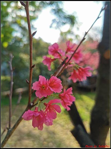 麗池公園櫻花汀甫圳賞櫻步道033.jpg