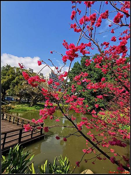 麗池公園櫻花汀甫圳賞櫻步道041.jpg