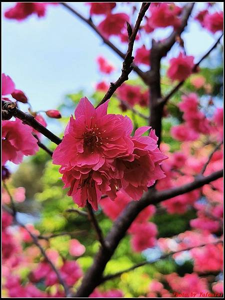 麗池公園櫻花汀甫圳賞櫻步道047.jpg