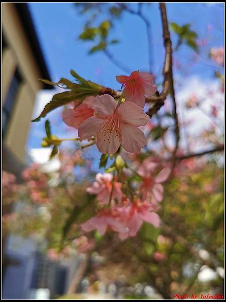 麗池公園櫻花汀甫圳賞櫻步道064.jpg