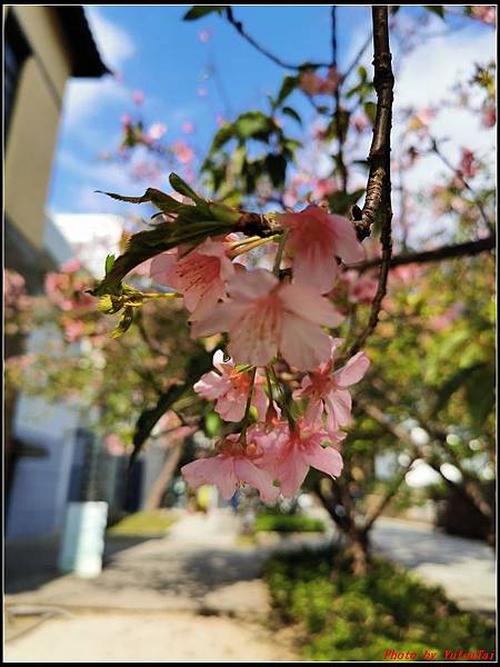 麗池公園櫻花汀甫圳賞櫻步道065.jpg