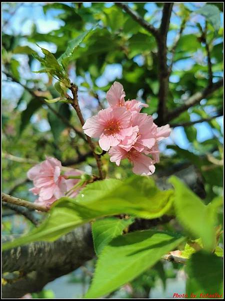 麗池公園櫻花汀甫圳賞櫻步道073.jpg