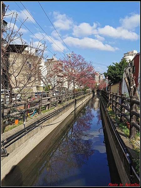 麗池公園櫻花汀甫圳賞櫻步道085.jpg