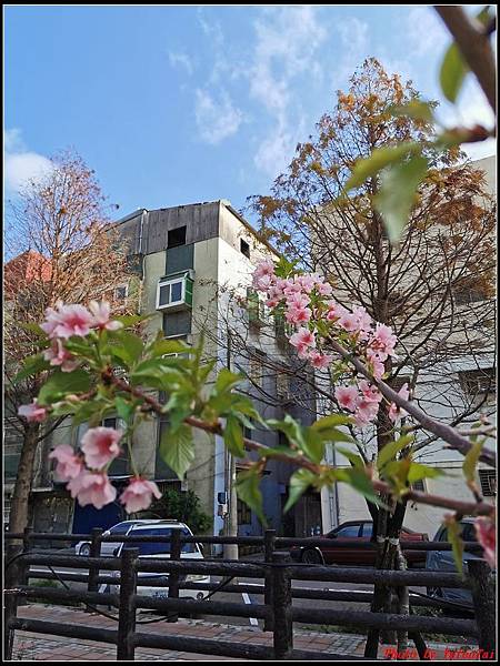 麗池公園櫻花汀甫圳賞櫻步道094.jpg