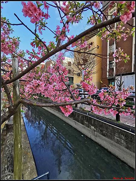 麗池公園櫻花汀甫圳賞櫻步道103.jpg