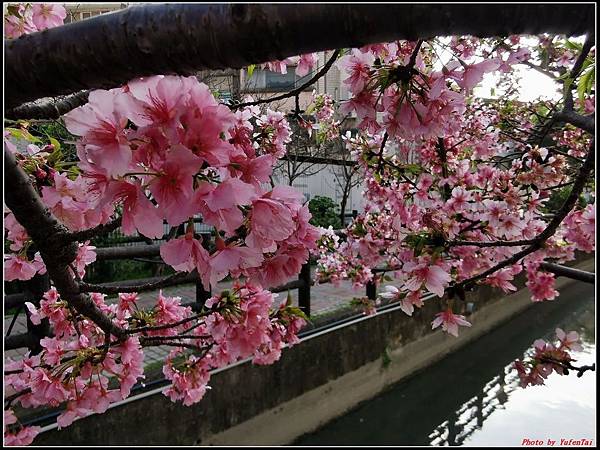 麗池公園櫻花汀甫圳賞櫻步道117.jpg