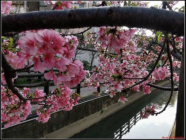 麗池公園櫻花汀甫圳賞櫻步道119.jpg