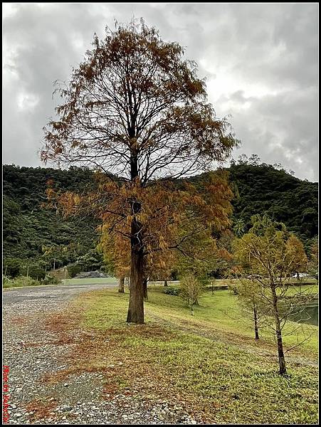 蜊埤湖畔落羽松069.jpg