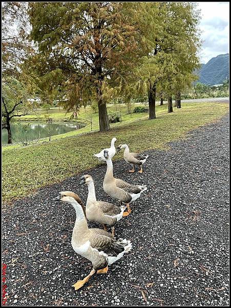 蜊埤湖畔落羽松092.jpg