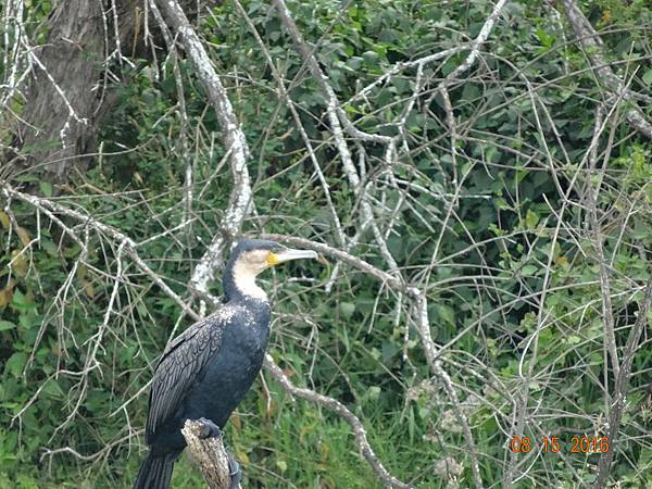 《肯亞》2 貼近野生動物~阿布黛爾國家公園、奈瓦夏湖、波哥利