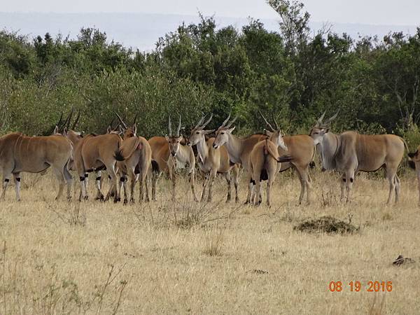 《肯亞》2 貼近野生動物~阿布黛爾國家公園、奈瓦夏湖、波哥利
