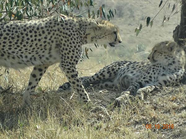 《肯亞》2 貼近野生動物~阿布黛爾國家公園、奈瓦夏湖、波哥利