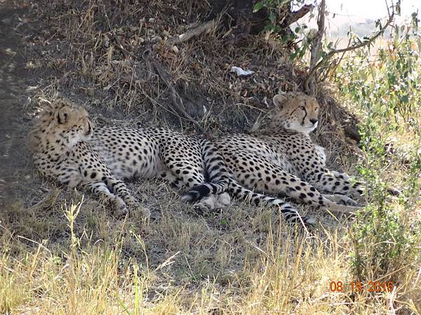 《肯亞》2 貼近野生動物~阿布黛爾國家公園、奈瓦夏湖、波哥利