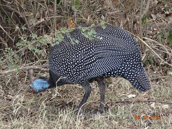 《肯亞》2 貼近野生動物~阿布黛爾國家公園、奈瓦夏湖、波哥利