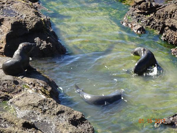 《紐西蘭南島》2 探訪奧塔哥半島黃眼企鵝生態之旅、第阿納螢火