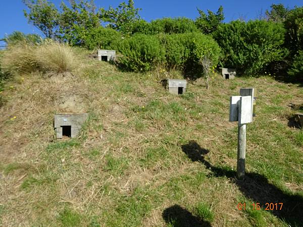 《紐西蘭南島》2 探訪奧塔哥半島黃眼企鵝生態之旅、第阿納螢火