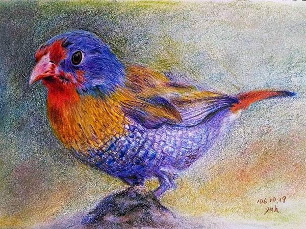 鳥類_171019_0010.jpg 鳥類_171019_0010.jpg