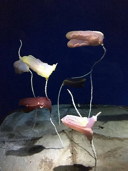 沖繩day2 象鼻石，古宇利島，水族館_180601_0218.jpg