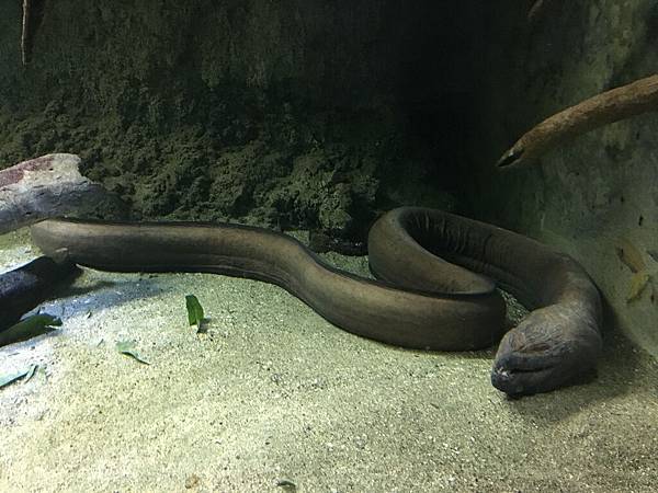 沖繩day2 象鼻石，古宇利島，水族館_180601_0236.jpg