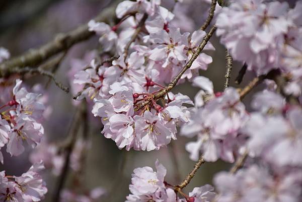 《日本》1 還未盛開的京都賞櫻行~伏見稻荷大社、 圓山公園、