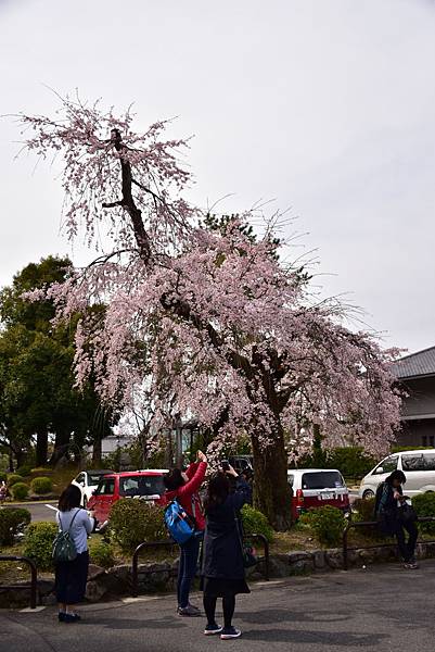 《日本》1 還未盛開的京都賞櫻行~伏見稻荷大社、 圓山公園、