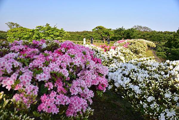 《北海道》3  道南地區~定山源泉公園、北海道神宮、大通公園