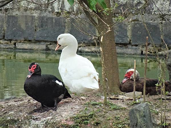 《台北市》內湖~大湖公園&大溝溪親水步道半日遊