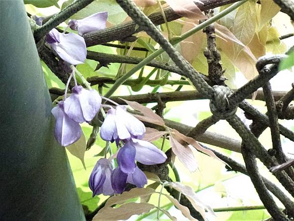 《台北市》永春陂生態濕地公園、虎山峰~虎山環狀步道1，半日漫