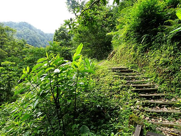 《新北市坪林》金瓜寮魚蕨步道(第一段)夏日清涼遊 2